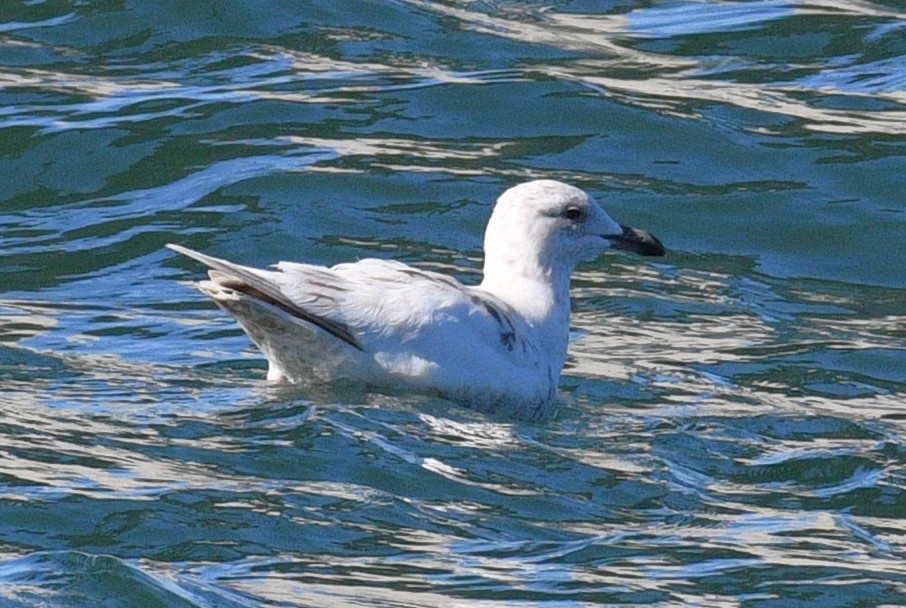 gull sp. - ML646434291