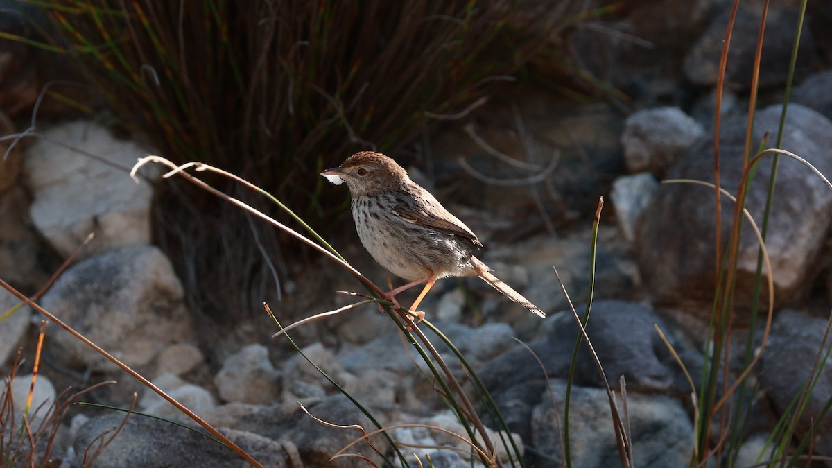 Gray-backed Cisticola - ML646434292