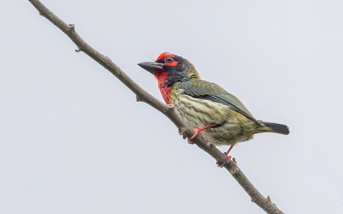 Coppersmith Barbet - ML646434293