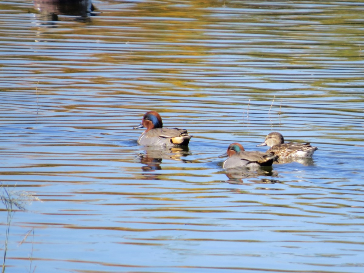 Green-winged Teal - ML646434295