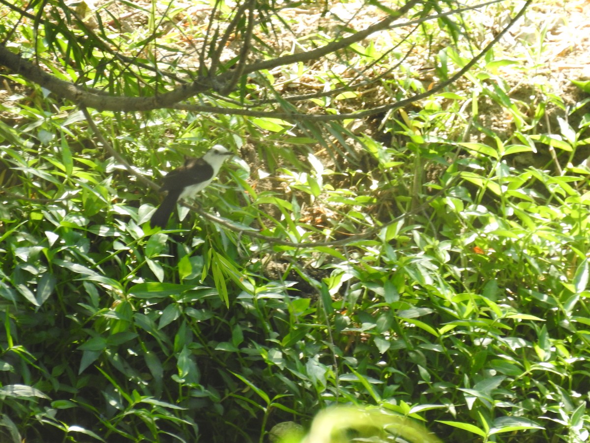 Віюдита чорноспинна - ML646434296