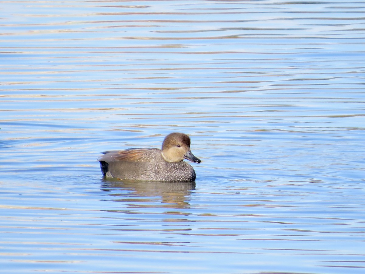 Gadwall - ML646434297
