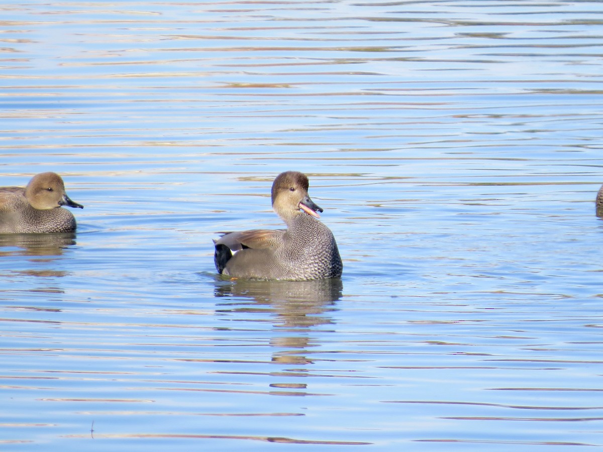 Gadwall - ML646434298