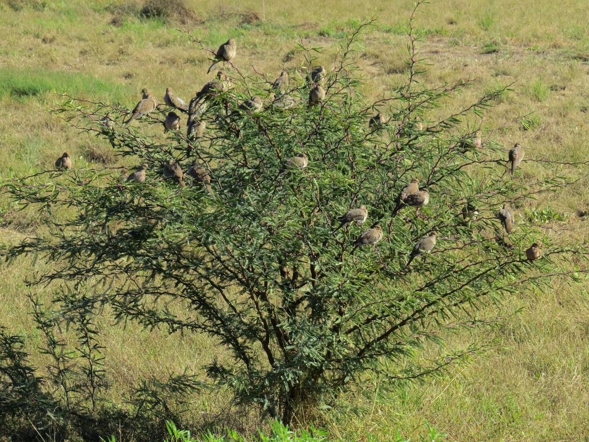 Mourning Dove - ML646434301