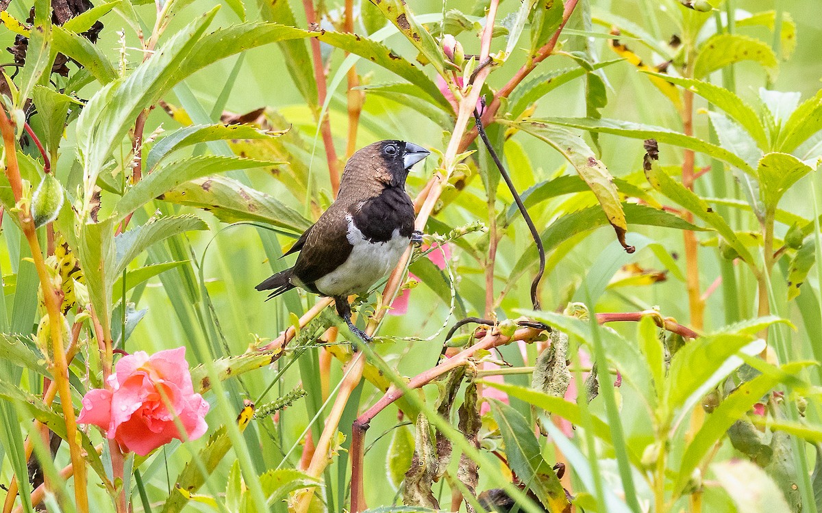 Javan Munia - ML646434302