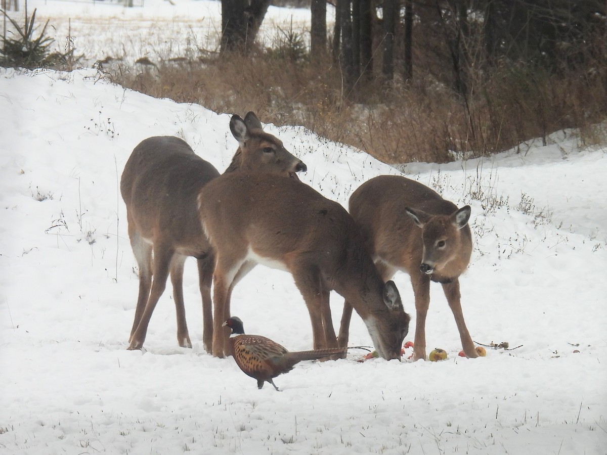 Animals - ML646434304