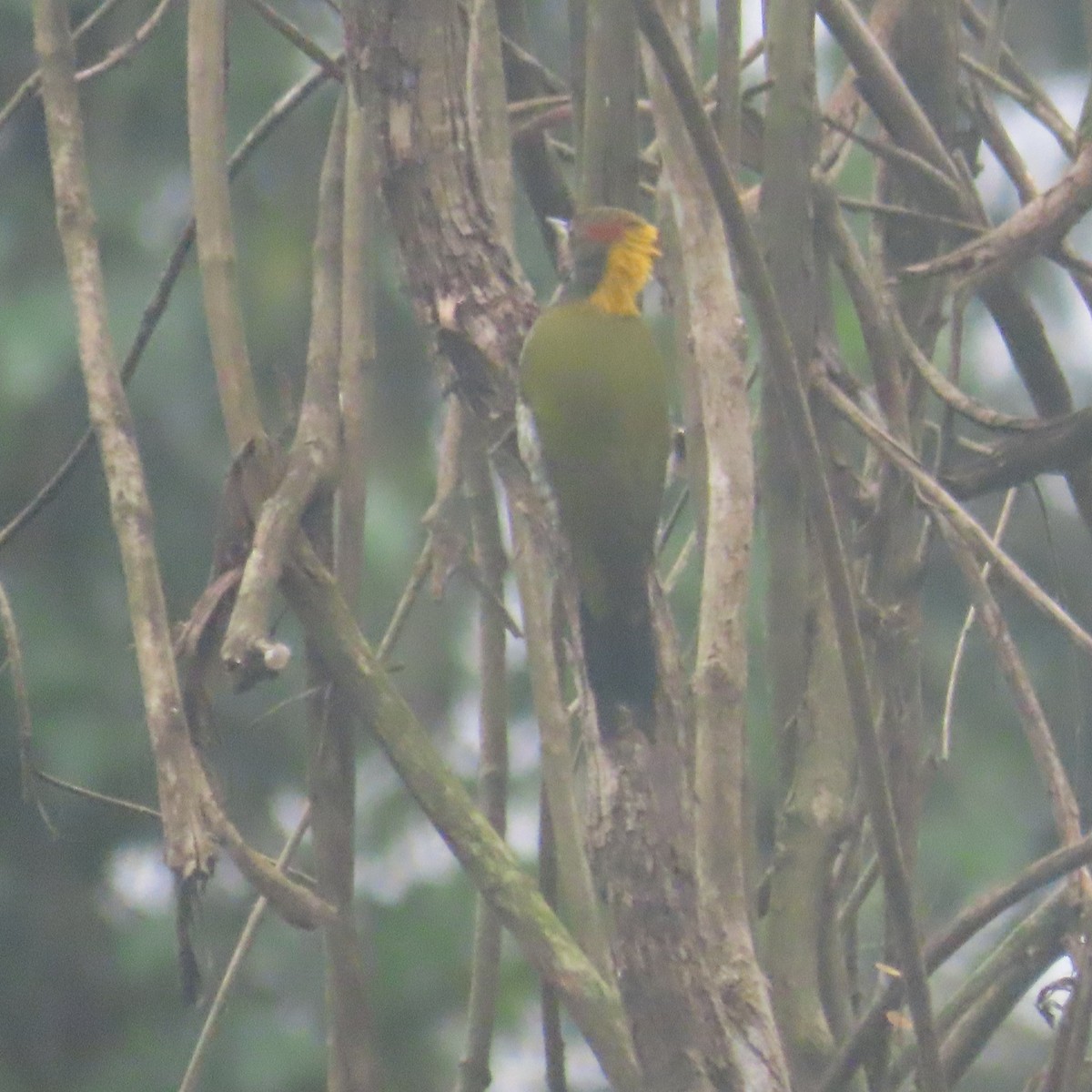 Pic à huppe jaune - ML646434306