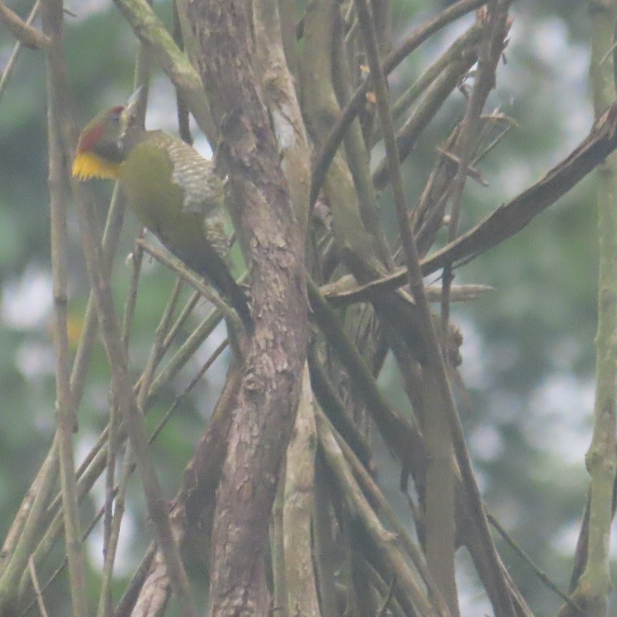 Pic à huppe jaune - ML646434307