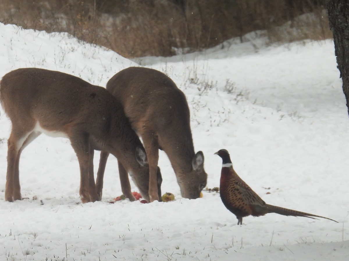 Ring-necked Pheasant - ML646434308