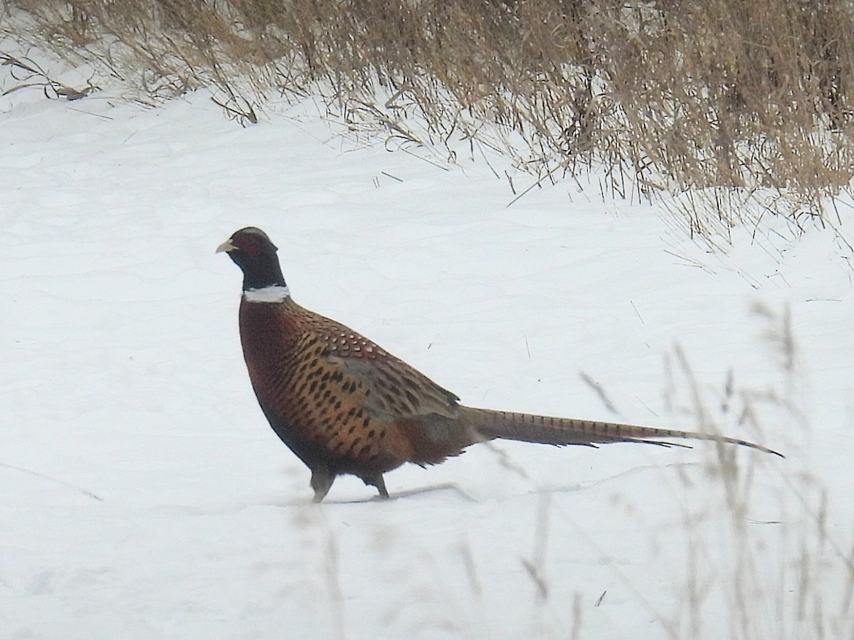 Ring-necked Pheasant - ML646434309