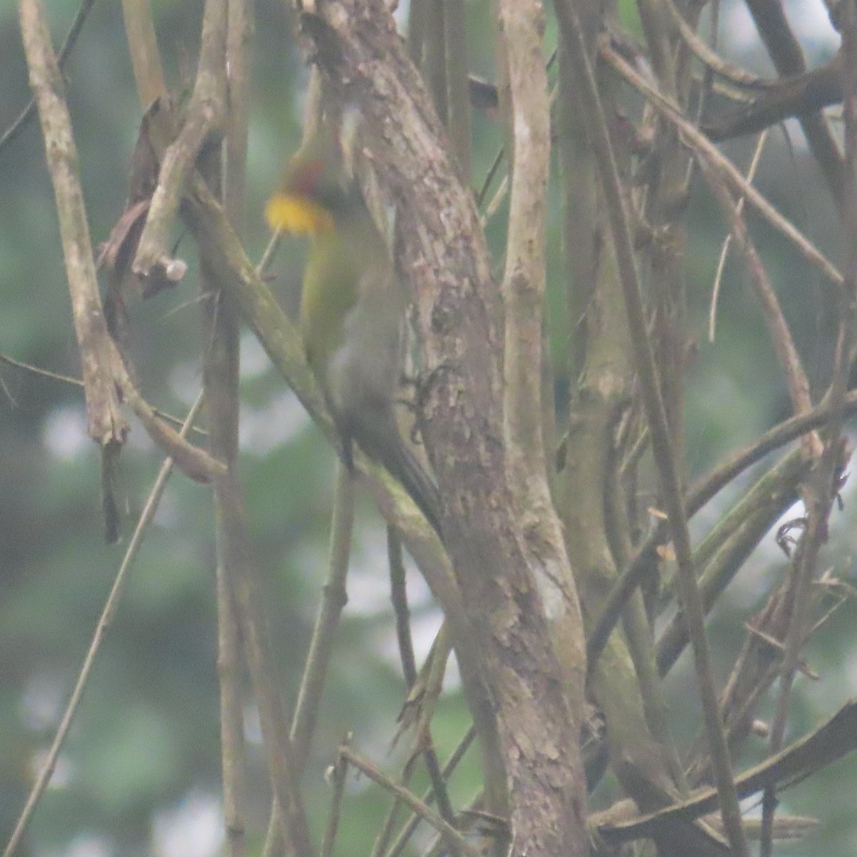 Pic à huppe jaune - ML646434310