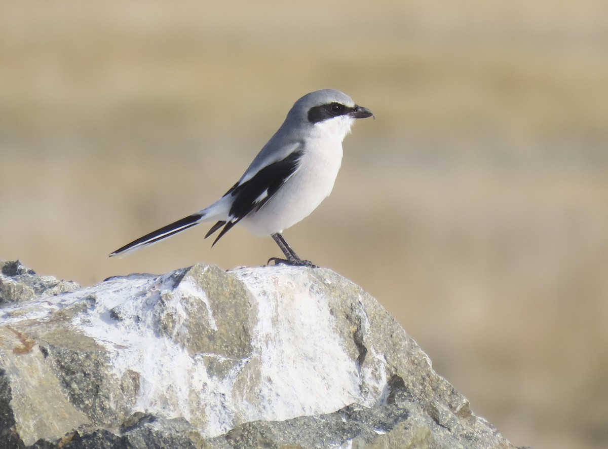 Loggerhead Shrike - ML646434312