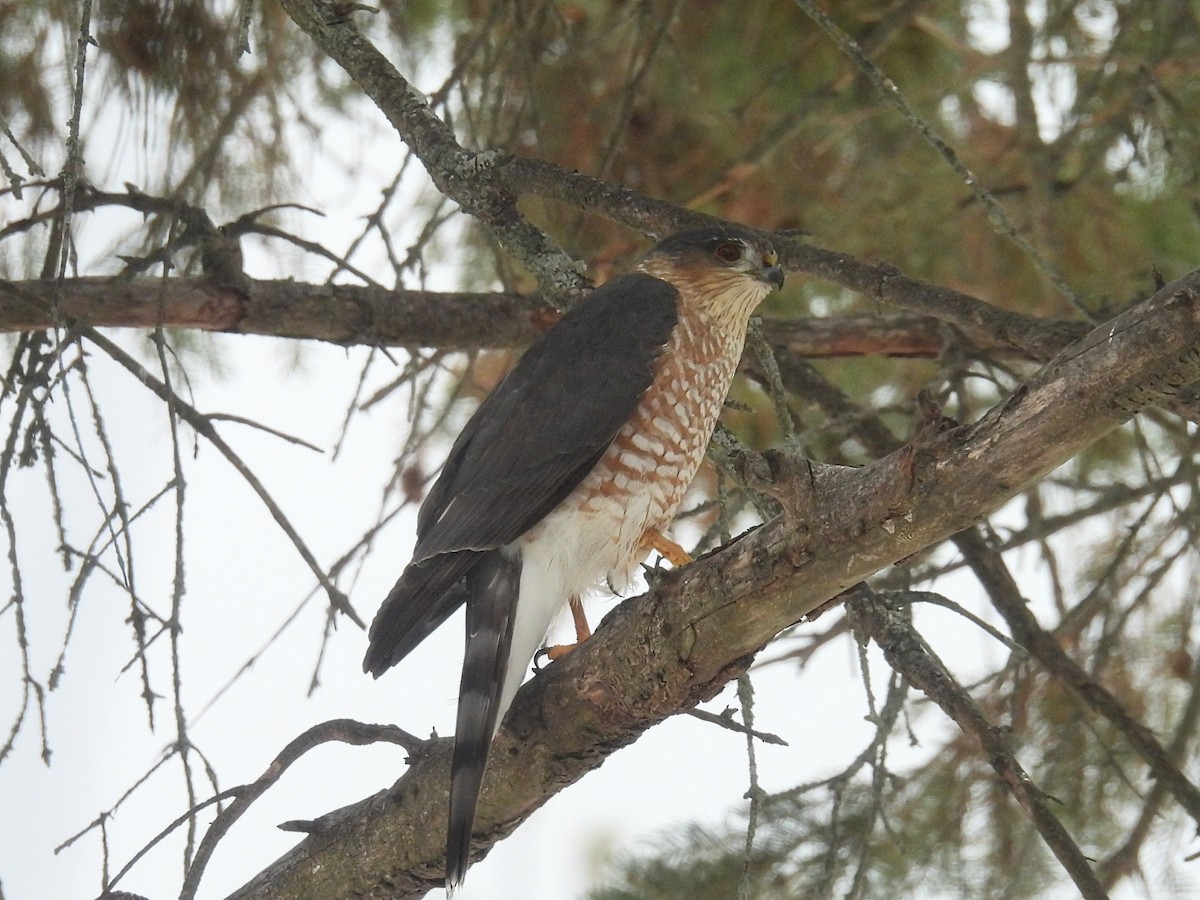Cooper's Hawk - ML646434314
