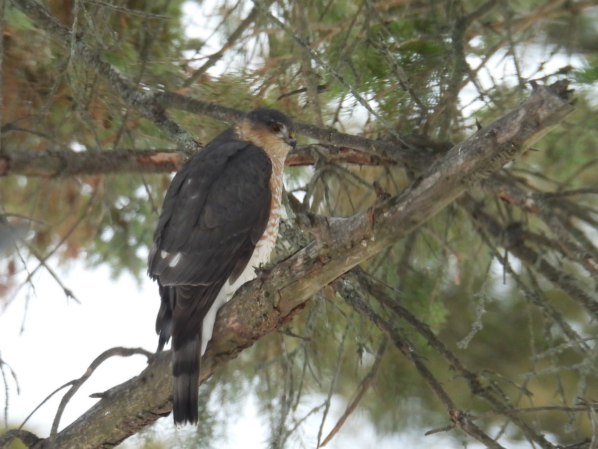 Cooper's Hawk - ML646434315