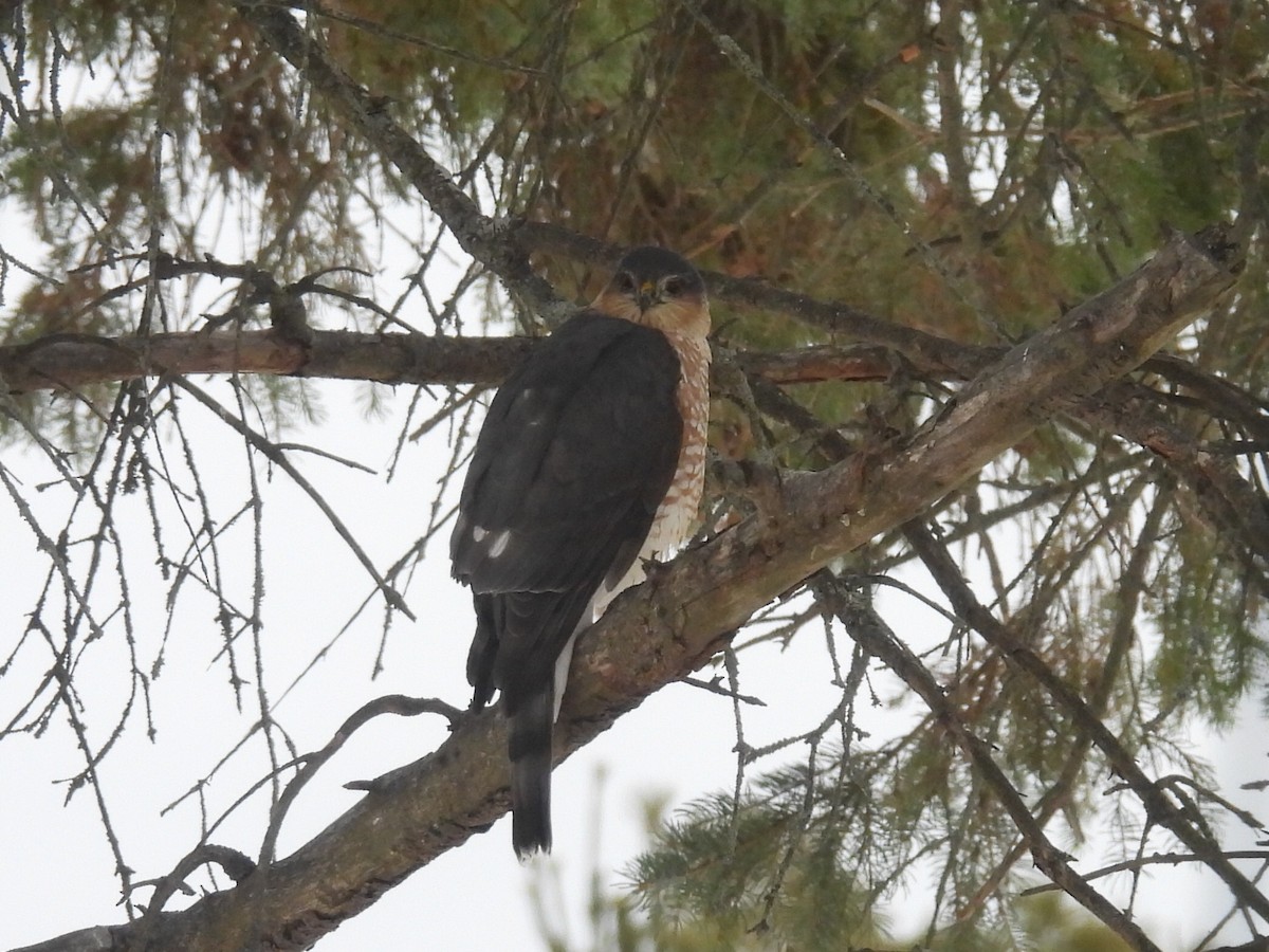 Cooper's Hawk - ML646434316
