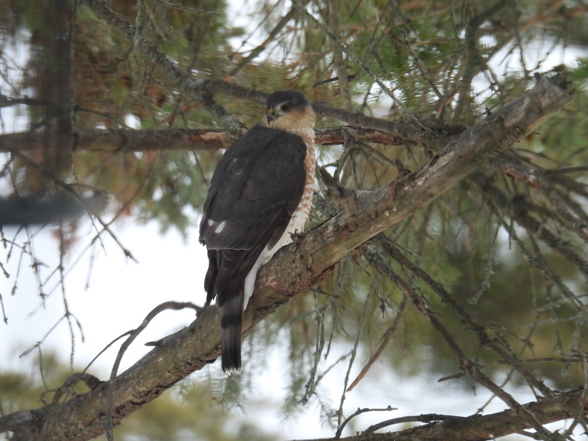 Cooper's Hawk - ML646434317