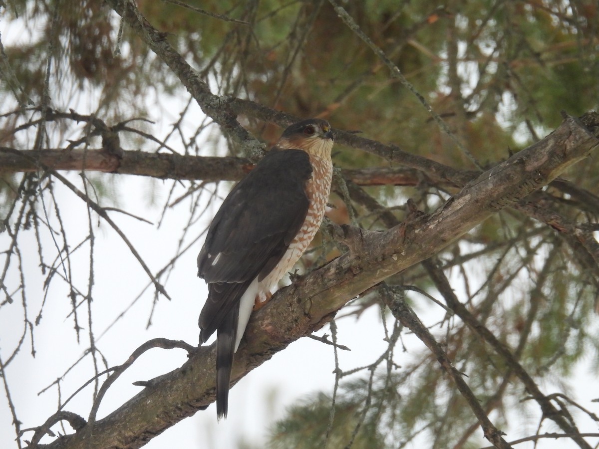 Cooper's Hawk - ML646434318