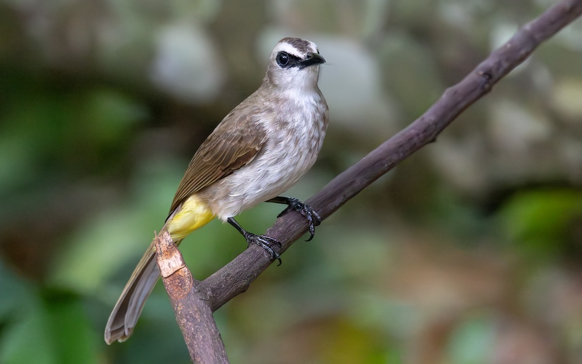 Yellow-vented Bulbul - ML646434319