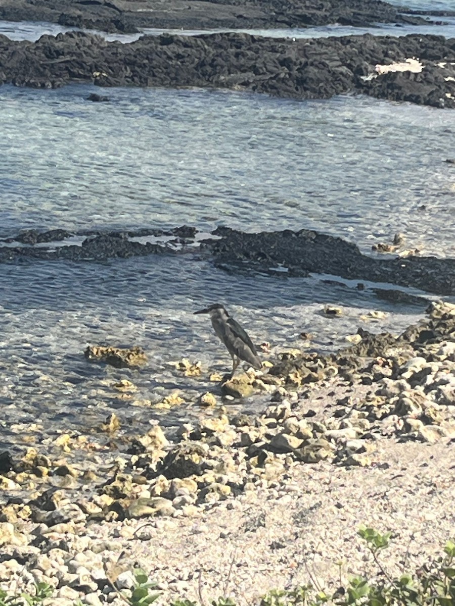 Black-crowned Night Heron - ML646434321