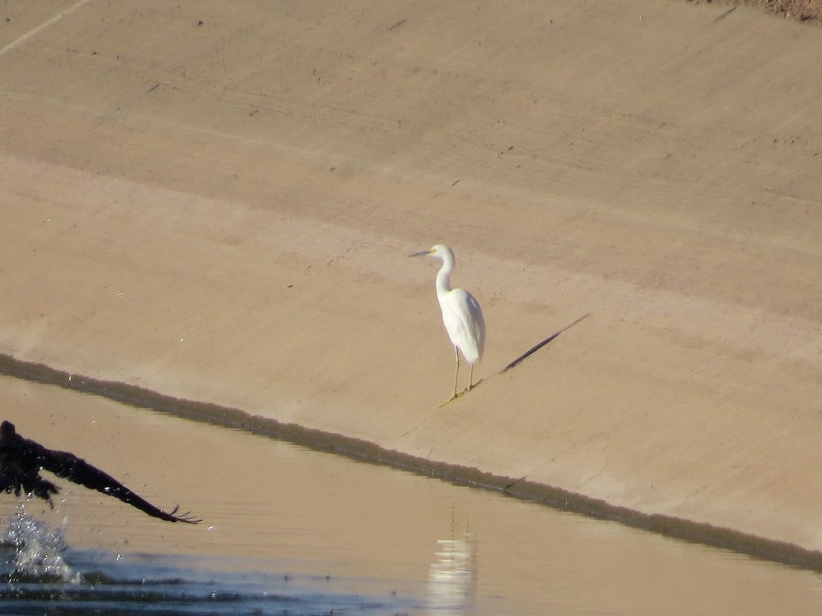 Snowy Egret - ML646434322