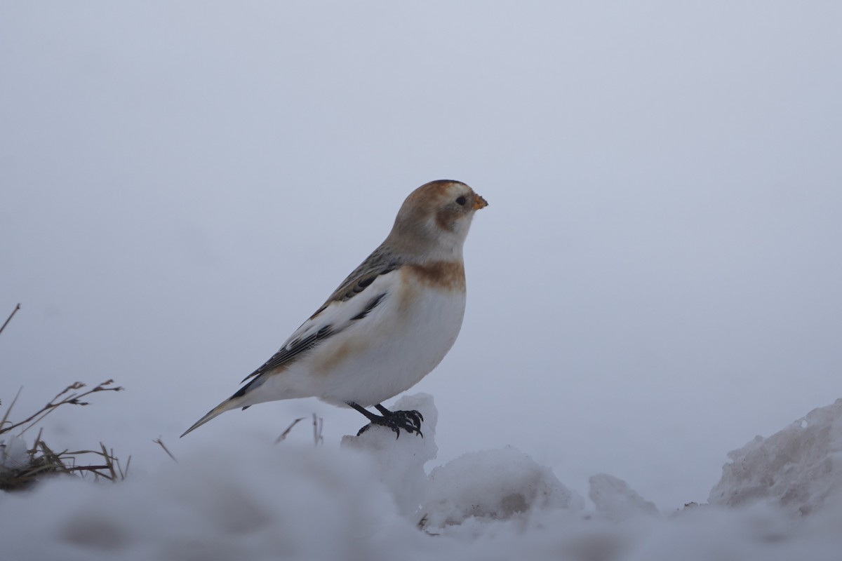 Snow Bunting - ML646434323