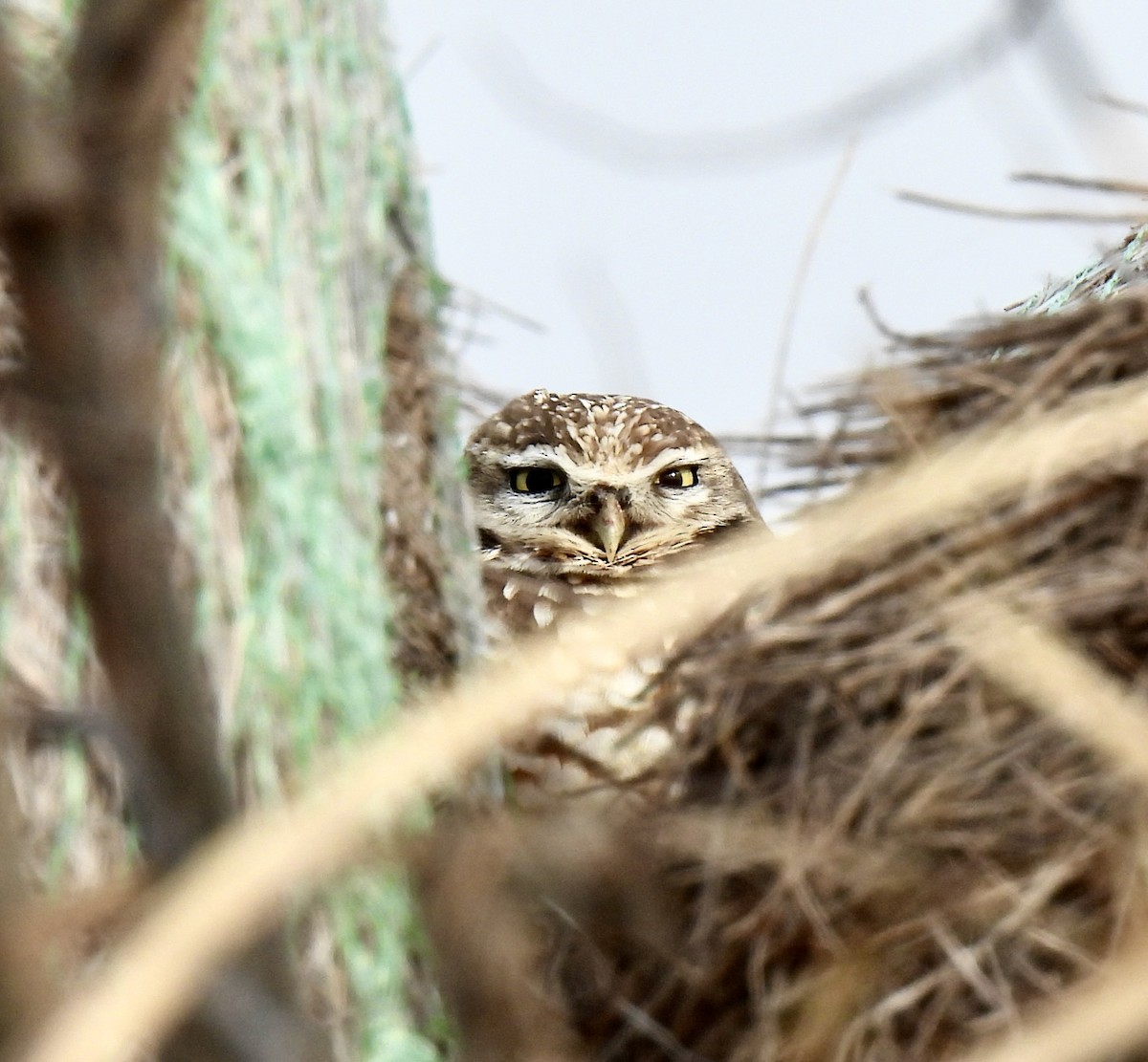 Burrowing Owl - ML646434325