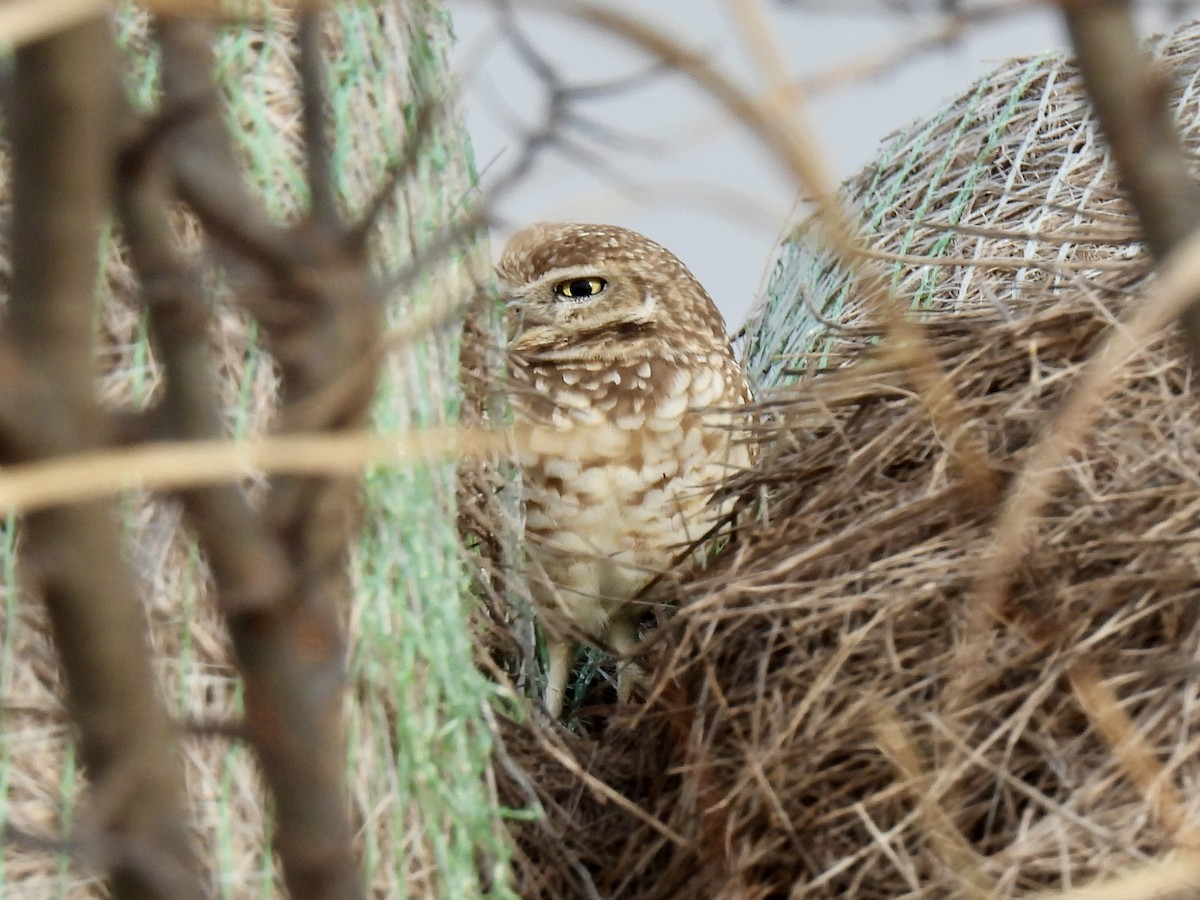 Burrowing Owl - ML646434326