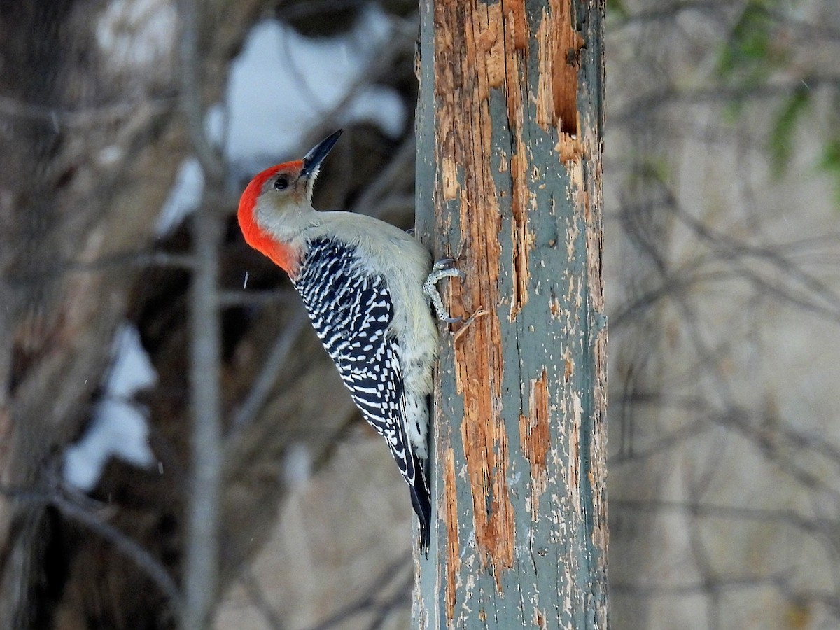 Red-bellied Woodpecker - ML646434327