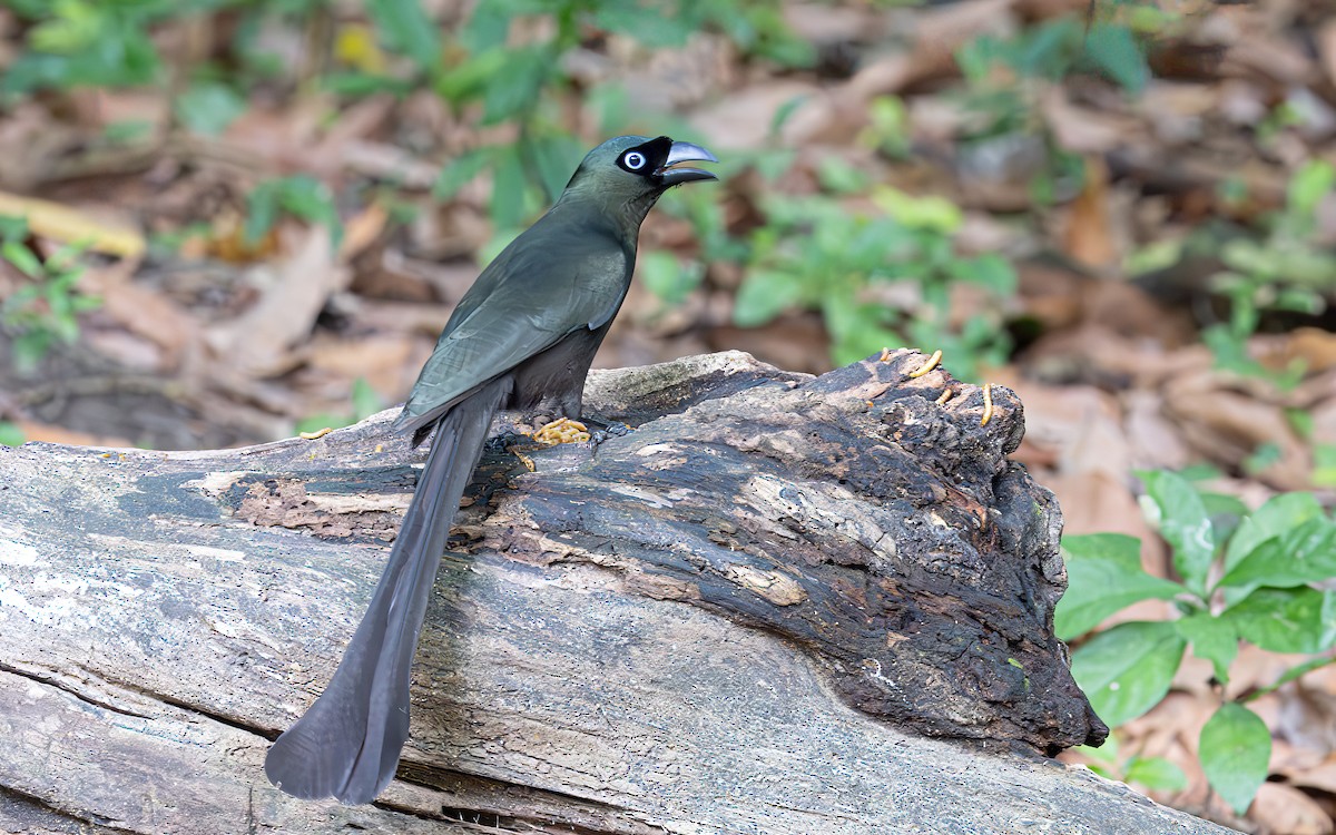 Racket-tailed Treepie - ML646434328