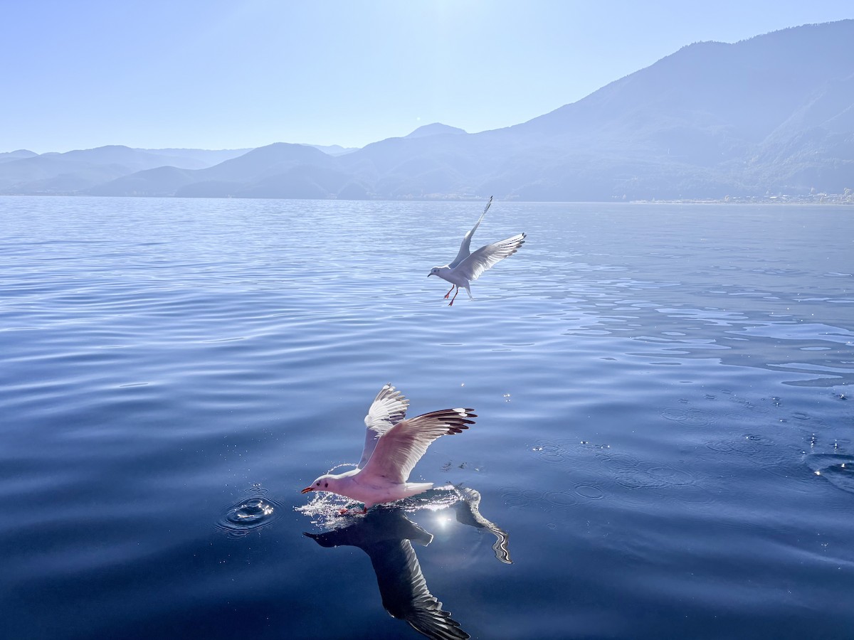 Black-headed Gull - ML646434329