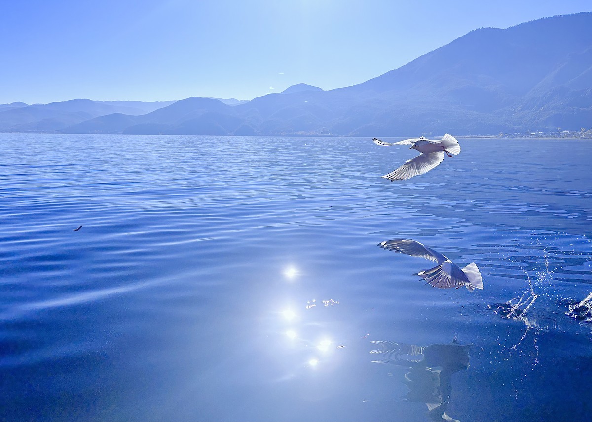 Black-headed Gull - ML646434330