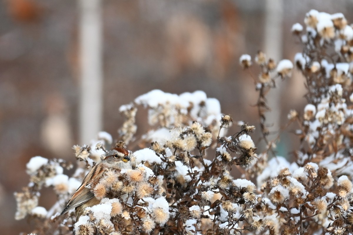 Hudson Körfezi Serçesi - ML646434331