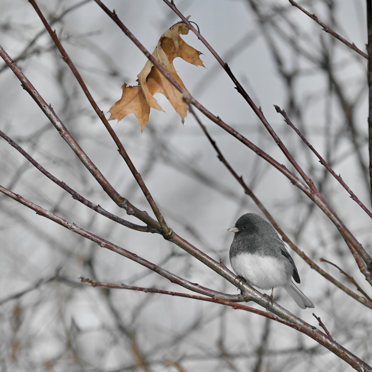 Kara Gözlü Junko - ML646434332