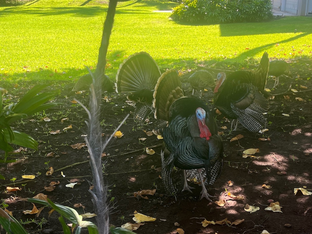 シチメンチョウ - ML646434333