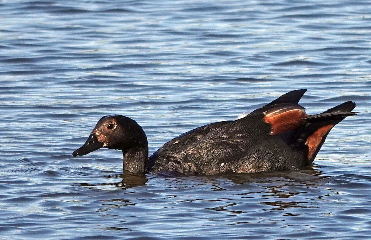 Огар новозеландський - ML646434334