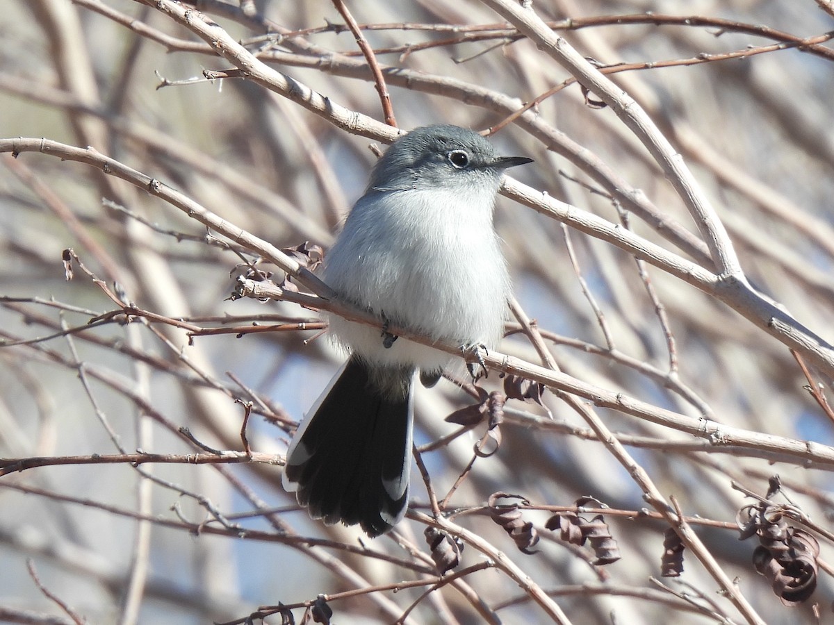 Black-tailed Gnatcatcher - ML646434335