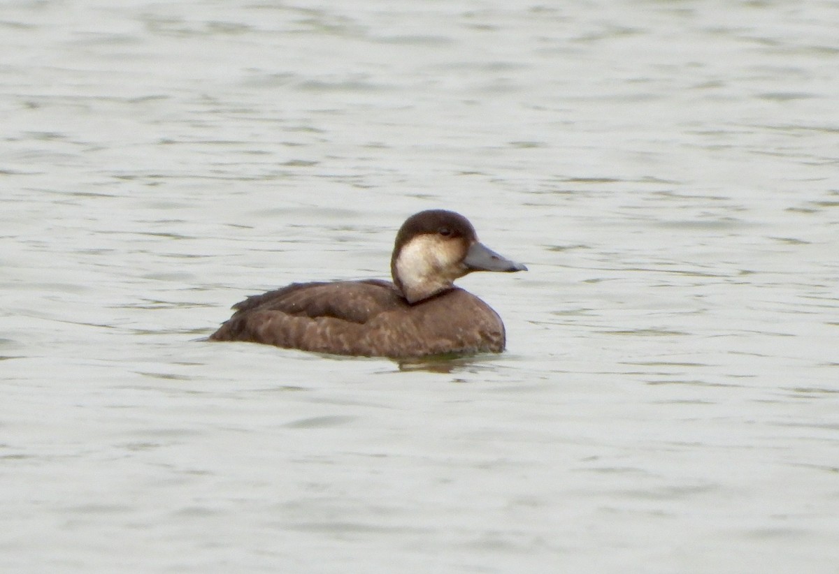 turpan žlutozobý - ML646434337