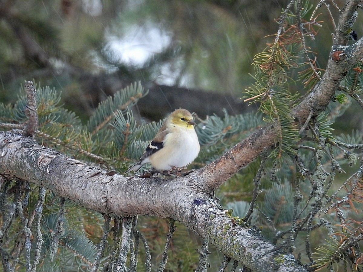 American Goldfinch - ML646434338