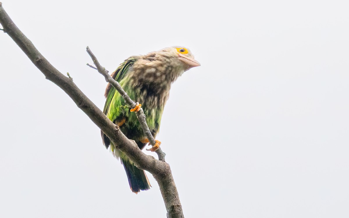 Lineated Barbet - ML646434341