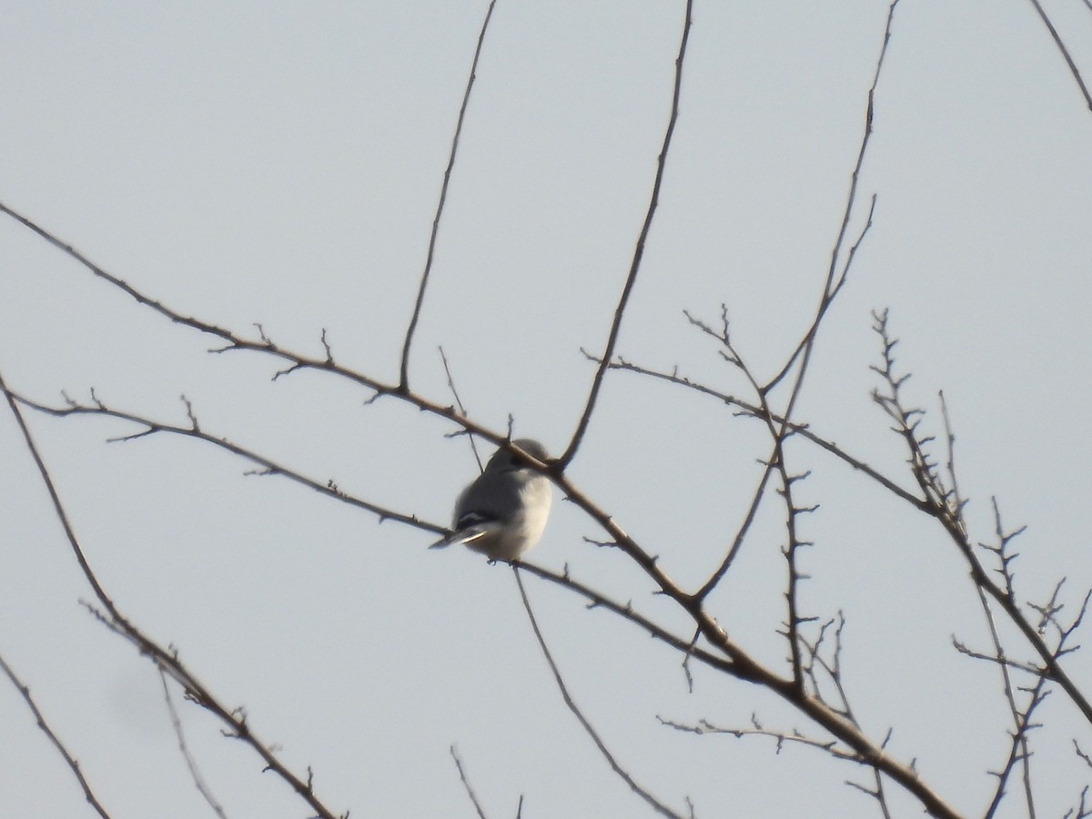 Antzandobi boreala - ML646434342