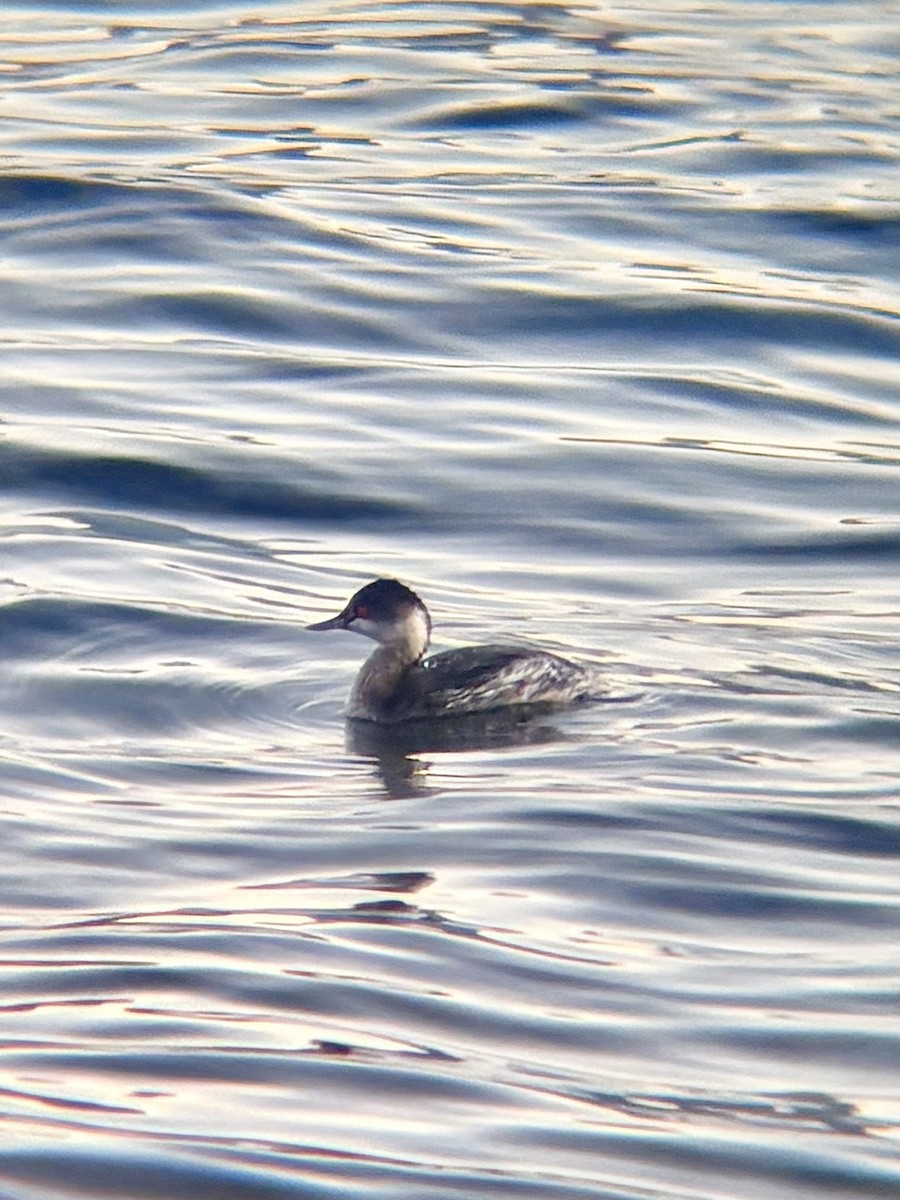 potápka černokrká - ML646434344