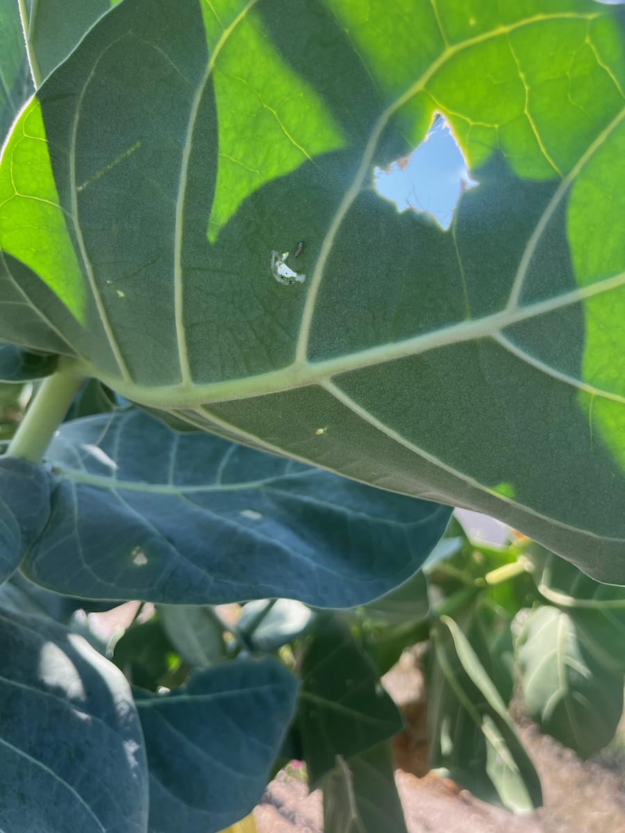 Monarch - ML646434345