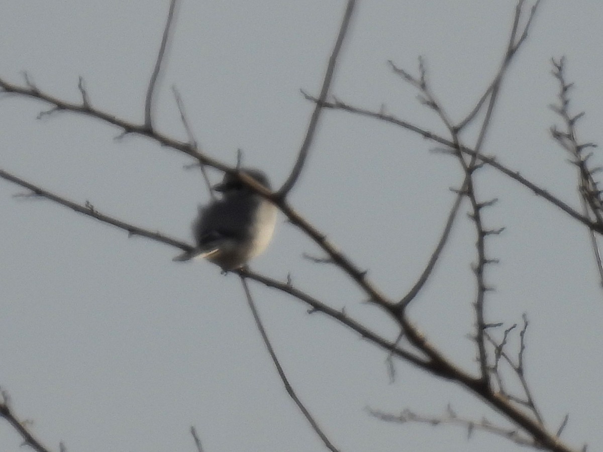 Antzandobi boreala - ML646434346