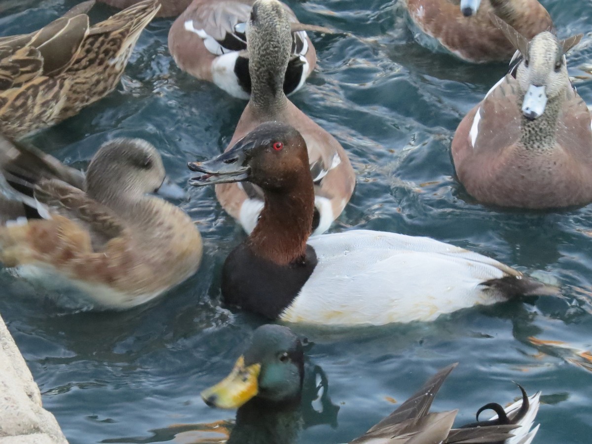 Canvasback - ML646434347