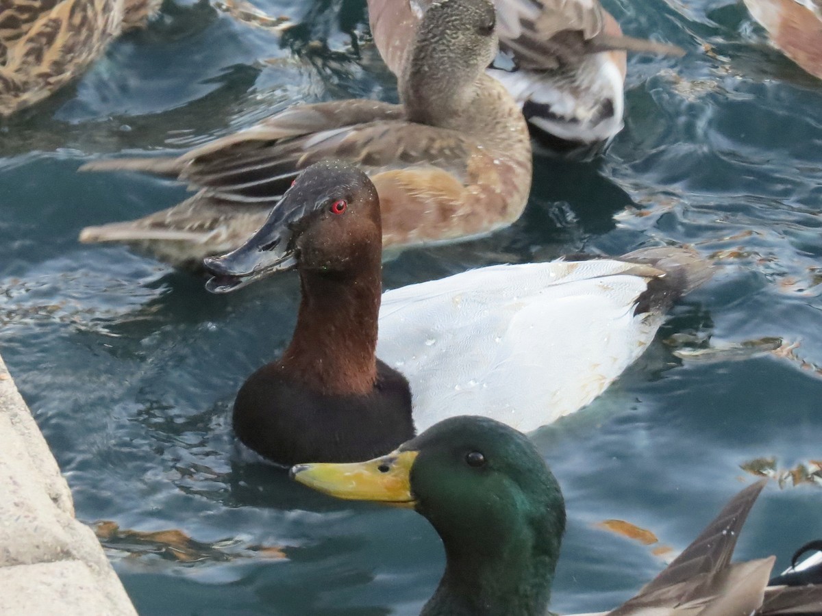 Canvasback - ML646434348