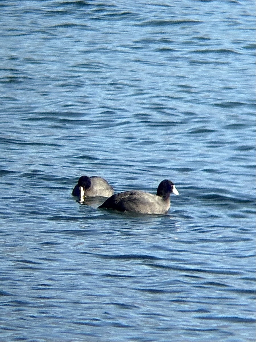 Eurasian Coot - ML646434349
