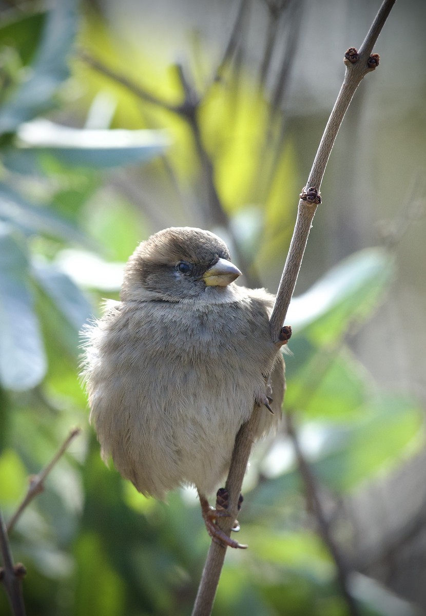 Passera oltremontana - ML646434350