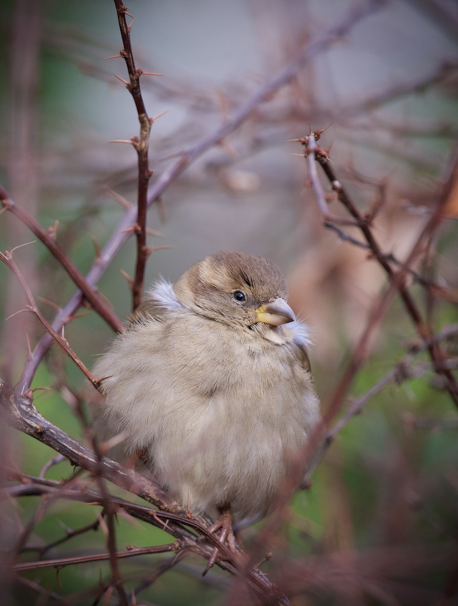 Passera oltremontana - ML646434351