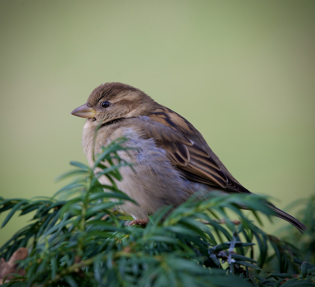 Passera oltremontana - ML646434352