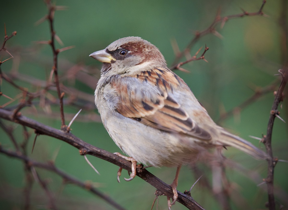 Passera oltremontana - ML646434353